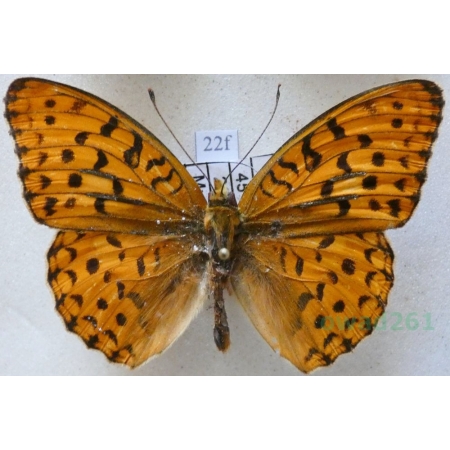 Argynnis adippe cleodoxa (Esper, 1789) Dostojka adype Romania22f